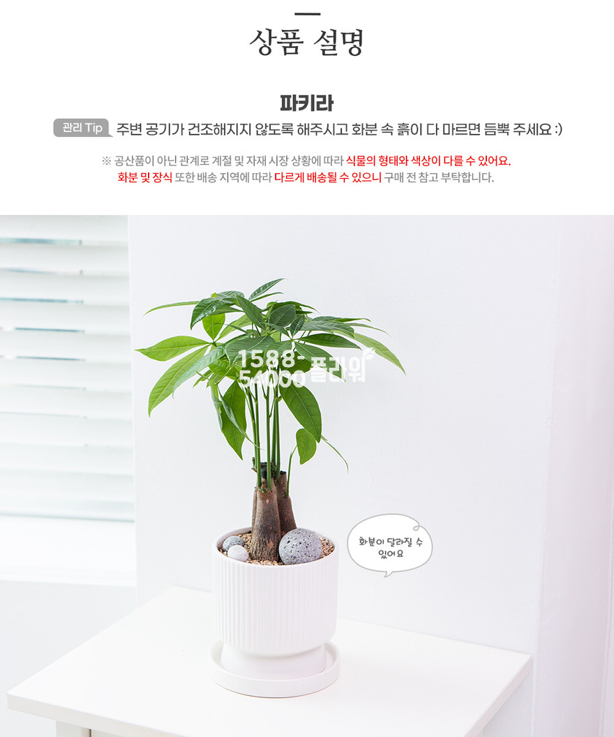 상세이미지