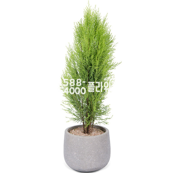 율마(원형고급분)