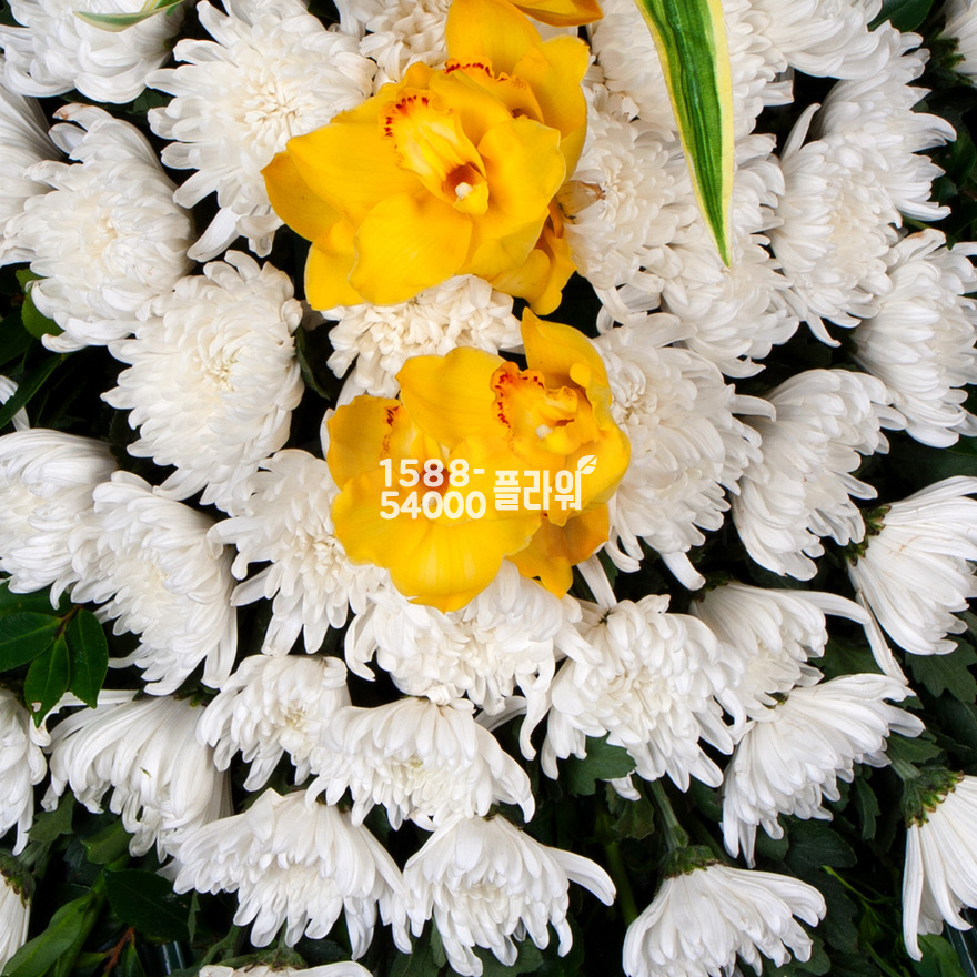 상세이미지