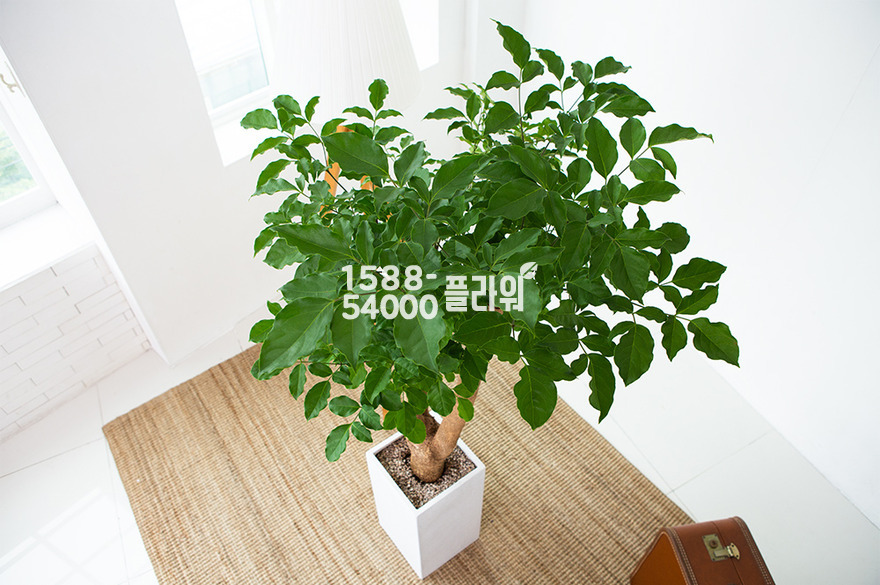 상세이미지