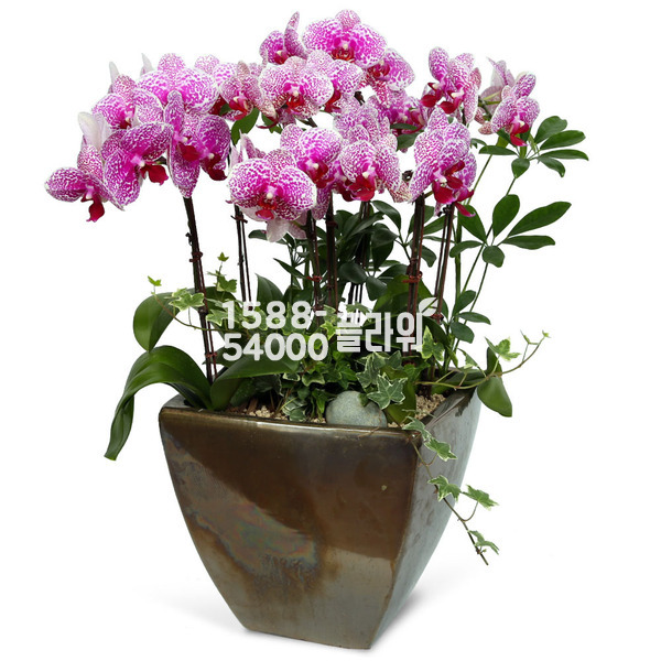 호접란(세라믹)