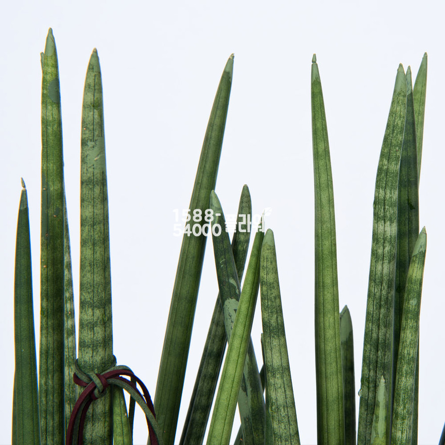 상세이미지