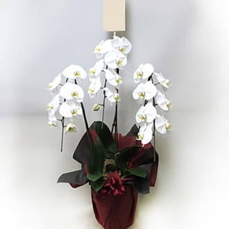 상세이미지