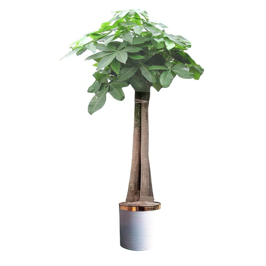 상세이미지