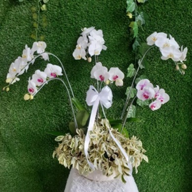 서양란B-태국