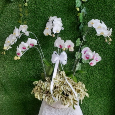 호접란A-캄보디아
