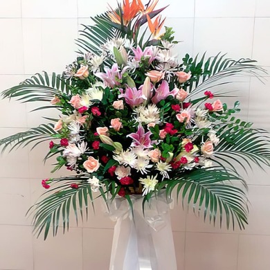 축하B-캄보디아